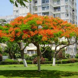 Delonix regia